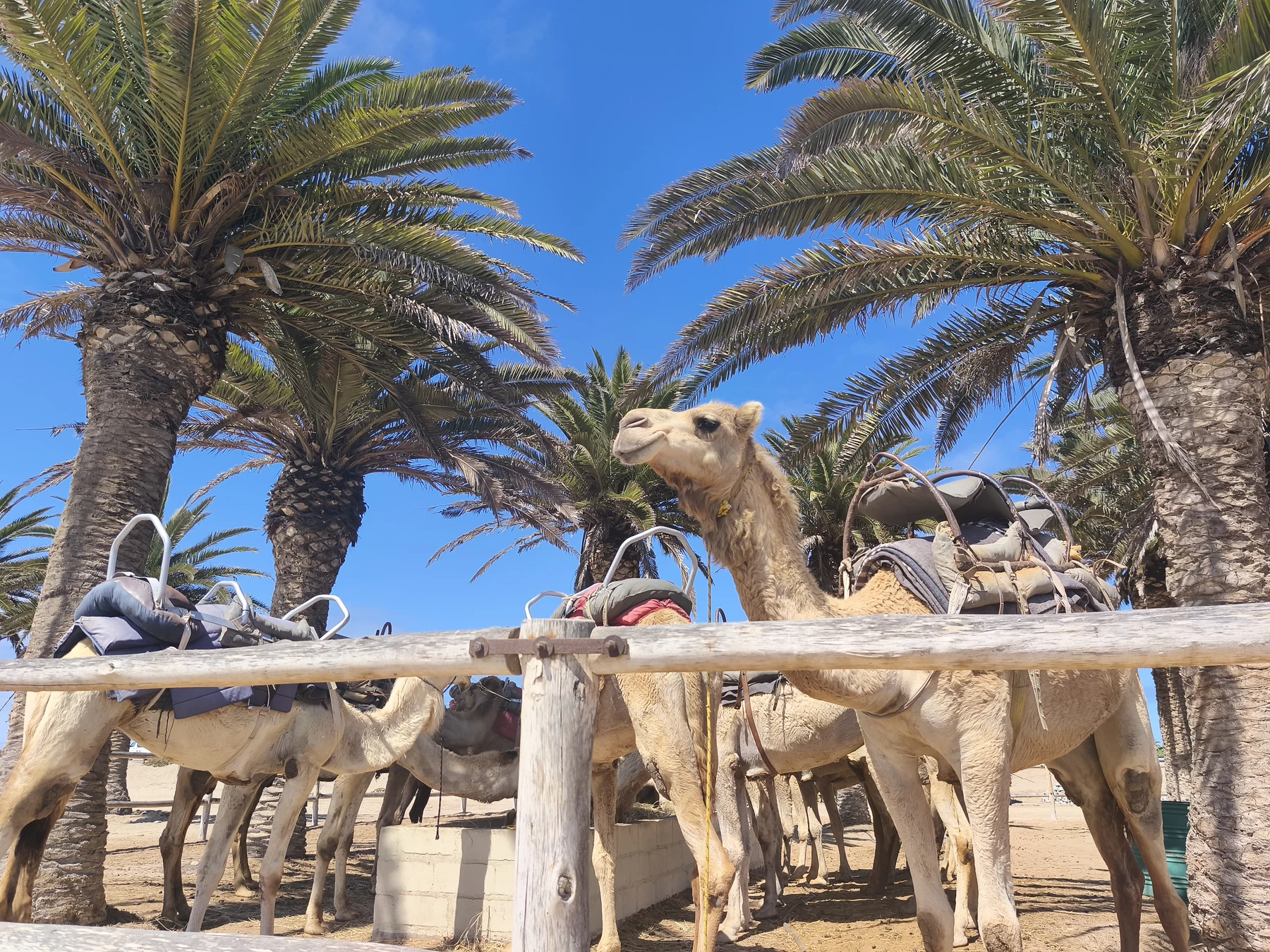 Camels at a Swakopmund dune adventure base