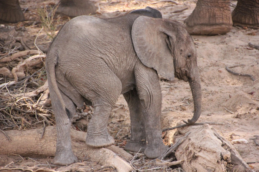 Desert elephant in Namibia